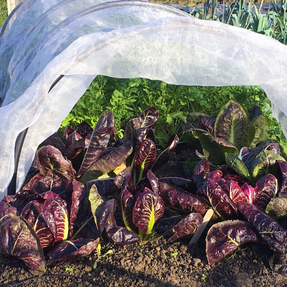 Heavy 30g Garden Fleece for Frost Protection