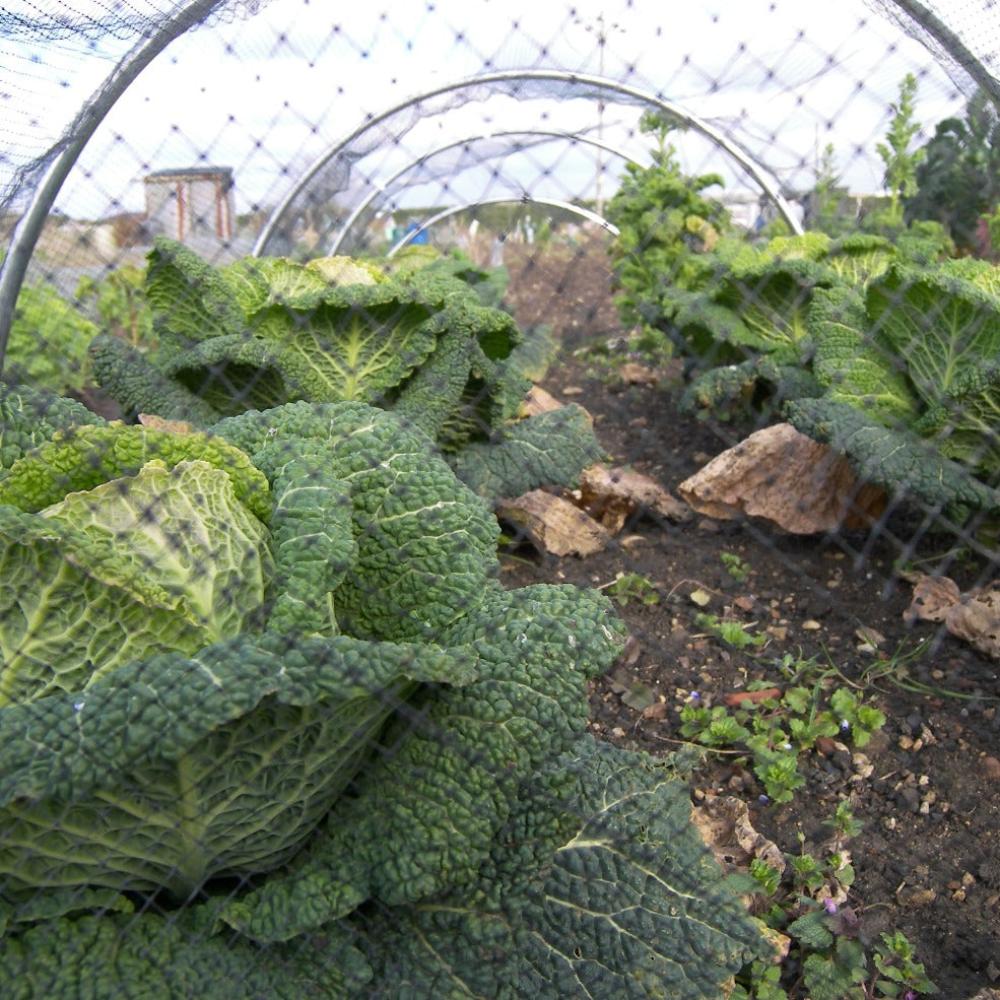 Aluminium Garden Hoops over Cabbage Crop