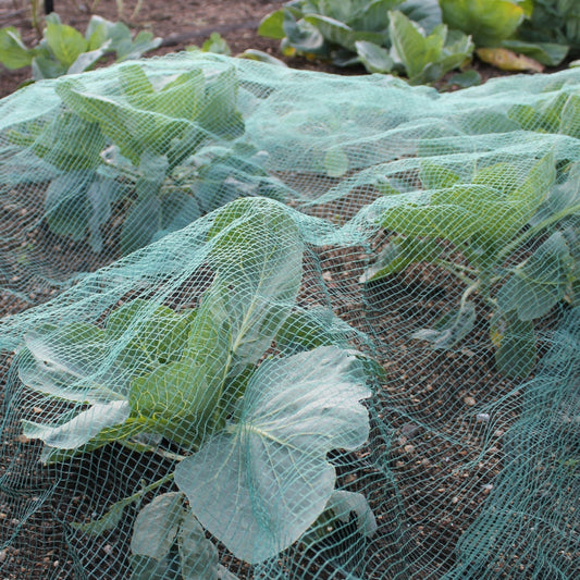 Close-Up of Green Butterfly Netting