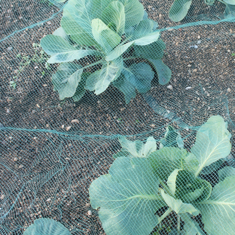 Green Butterfly Netting Covering Vegetable Crops