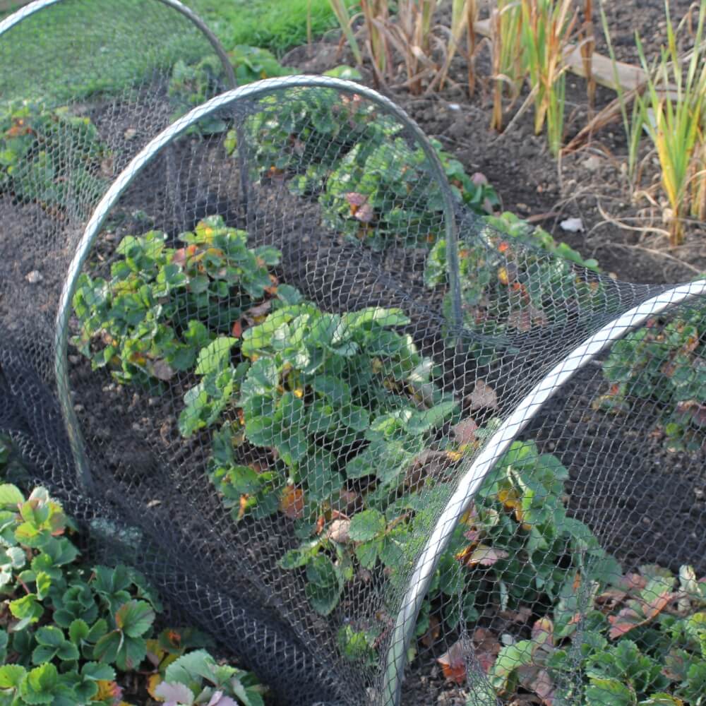 High Top Hoops Protecting Crop Field