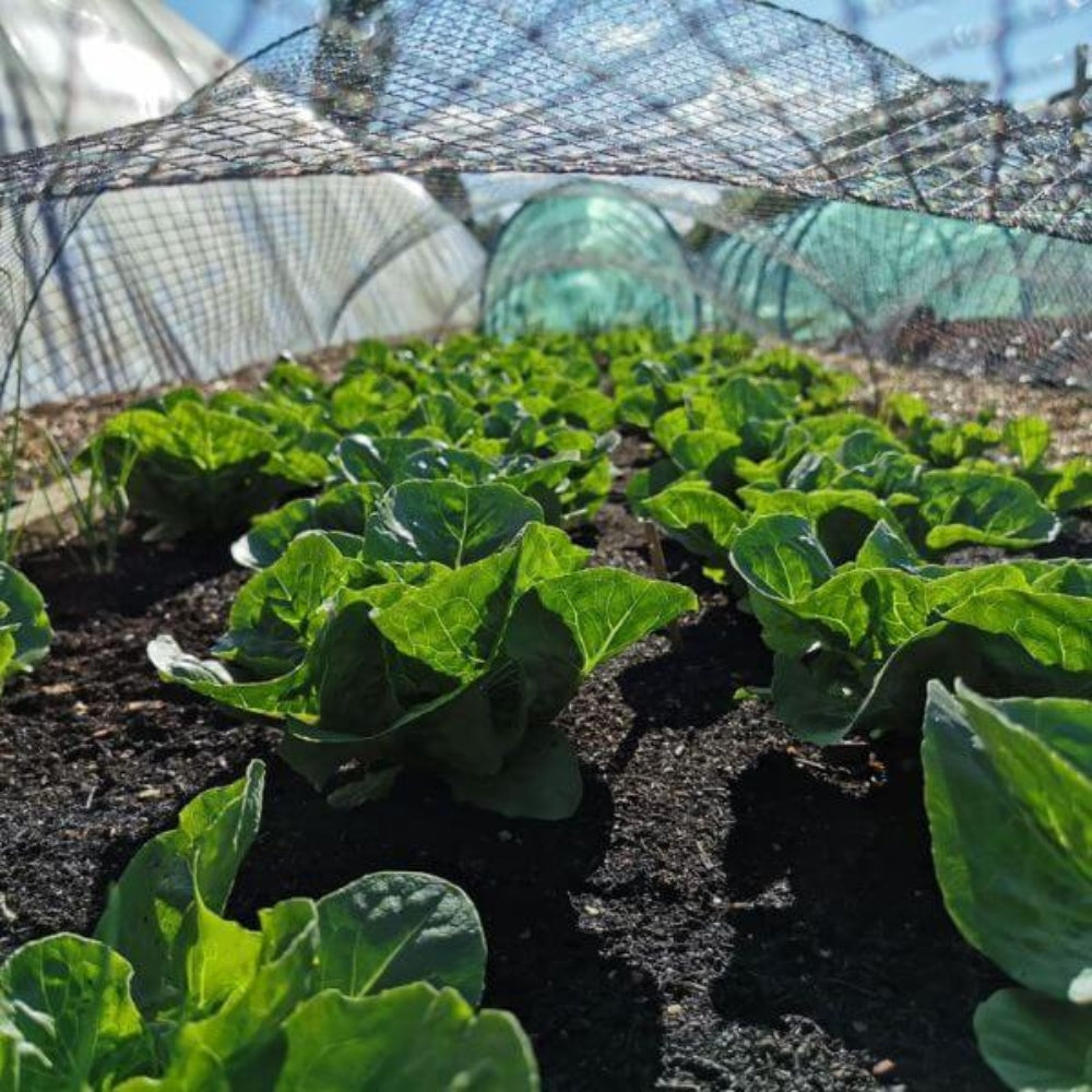 Black Bird Netting Used in Fruit Cage