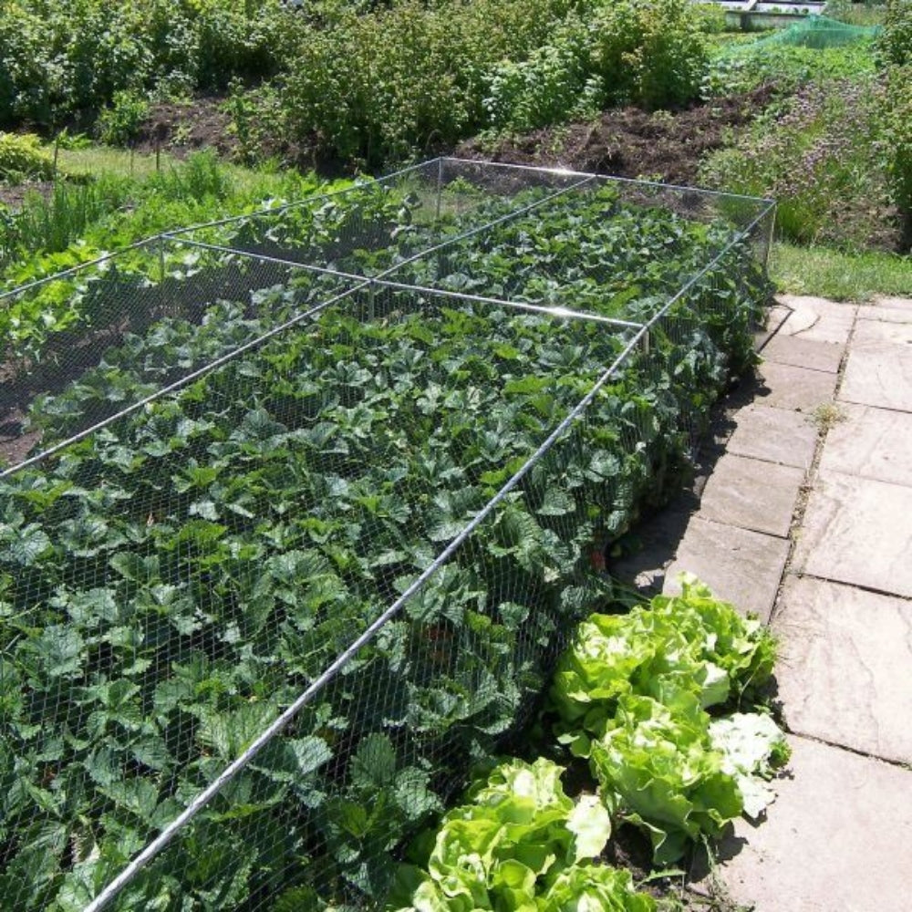 Low Black Bird Netting Cage for Vegetable Patch
