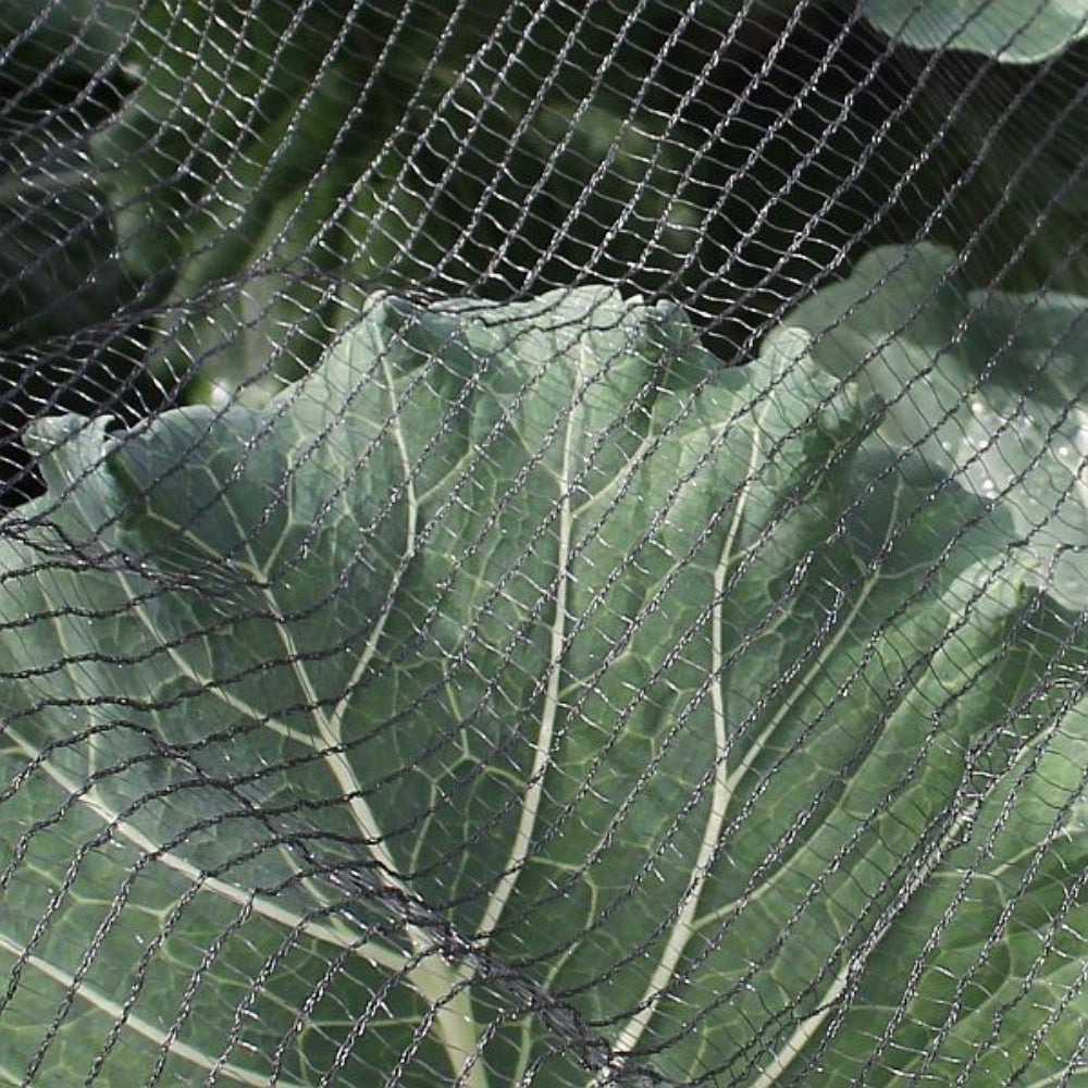 Close-Up of Black Butterfly Netting