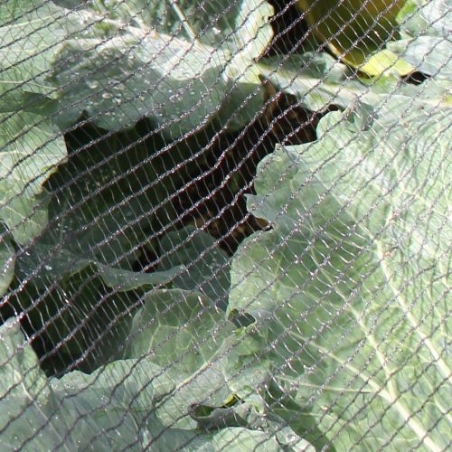 Horticultural 30g Fleece Rolls - Commercial Grower