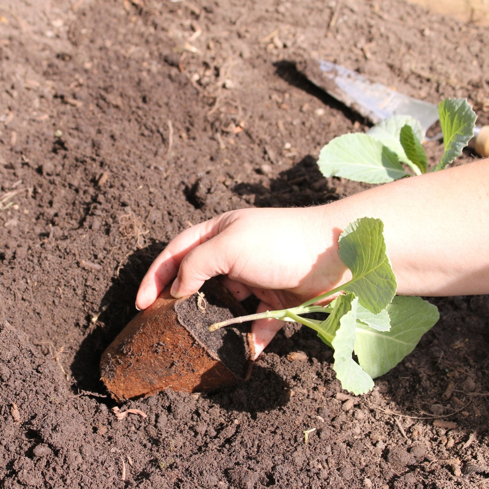 Planting Cabbage in Biodegradable Pot