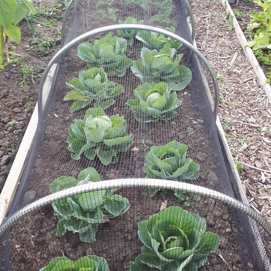 High Top Hoops in Home Garden