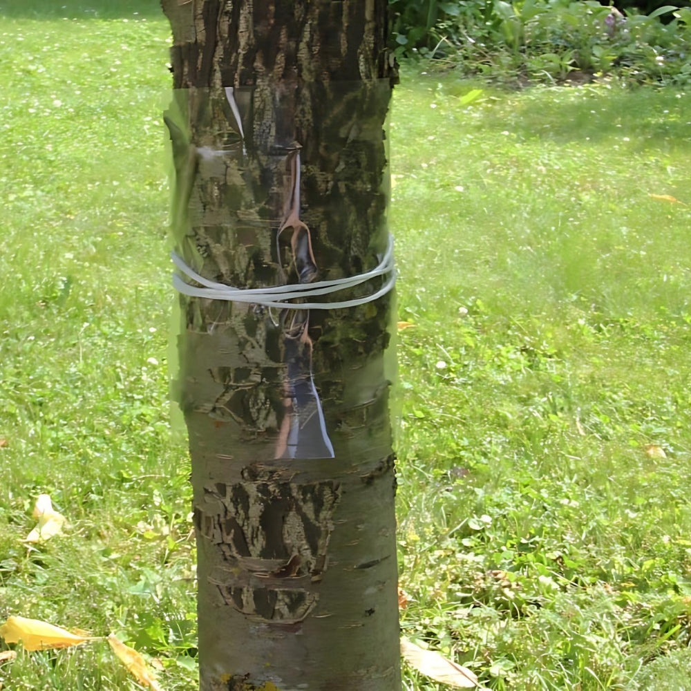 Tree Glue Bands to Trap Pests