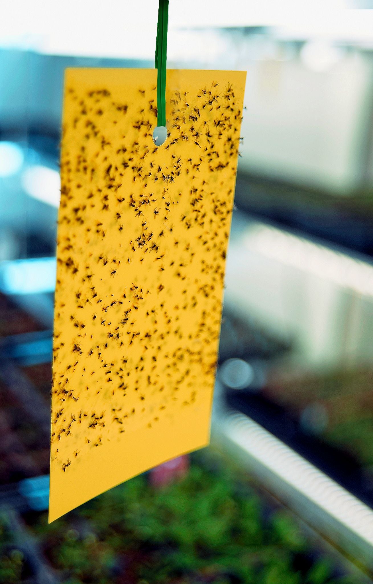 Yellow Sticky Traps Catching Greenhouse Pests