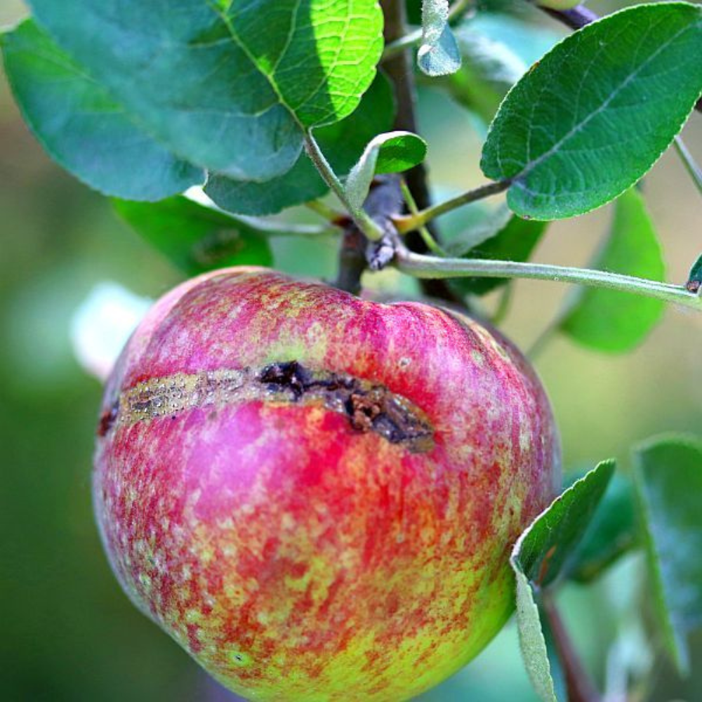 Apple Sawfly Pest Damage on Crops