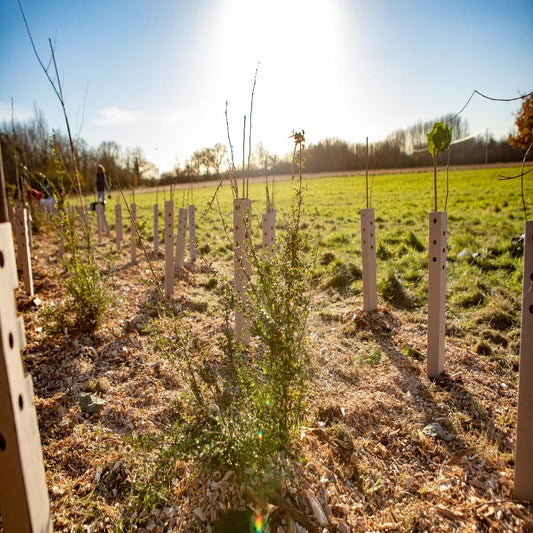 Biodegradable Tree Guards for Plant Protection