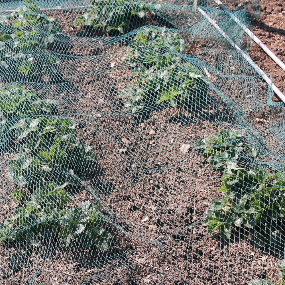 bird green netting on top of crops