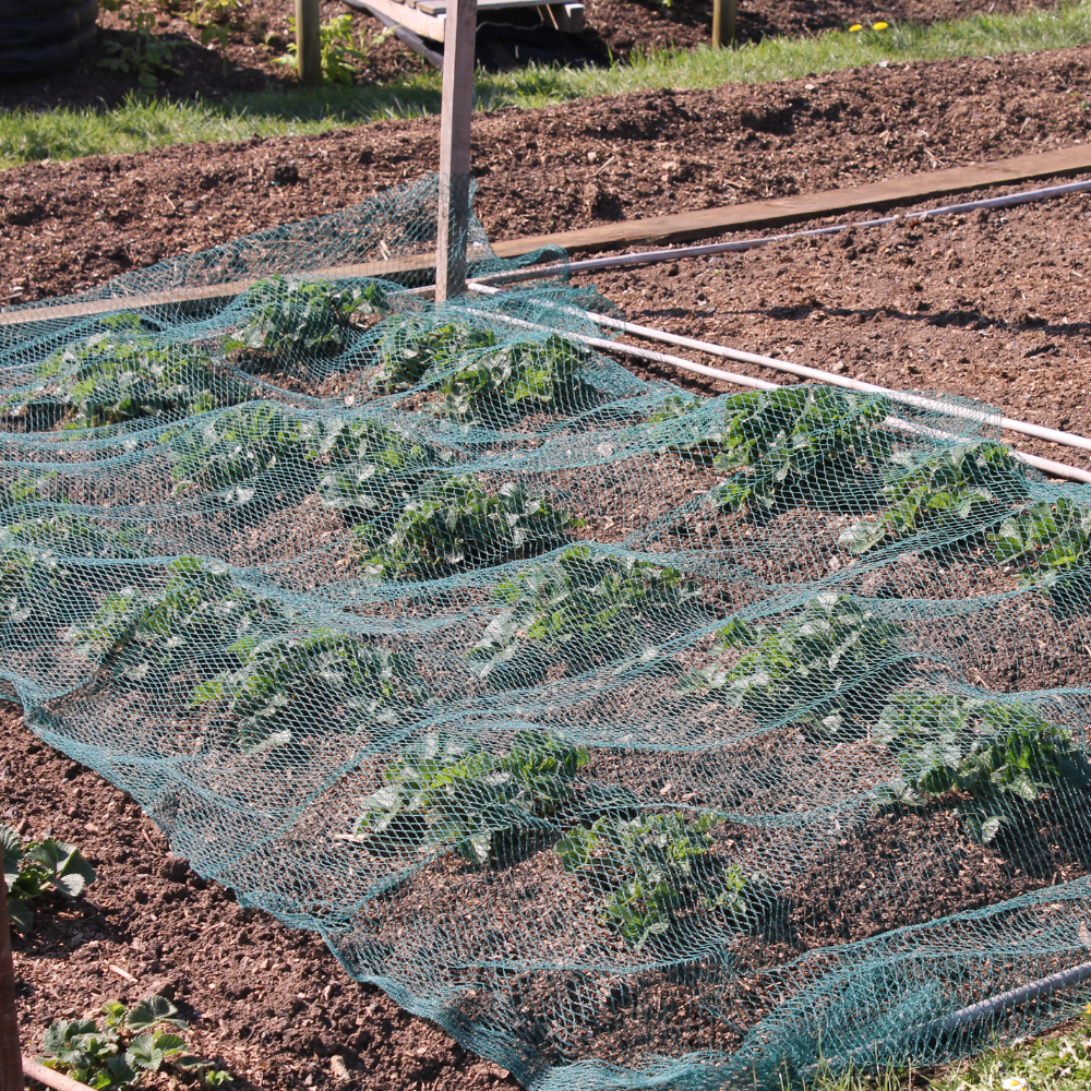 green bird netting over crops