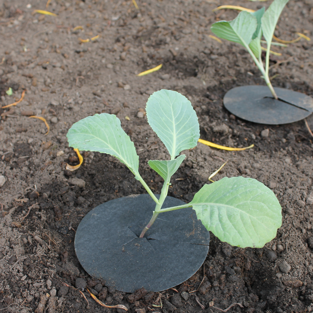 Close-up of Cabbage Collars Installed on Plants