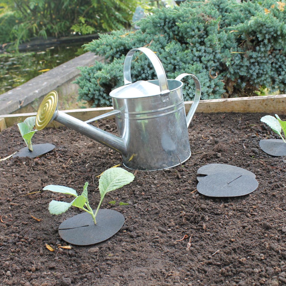 Display of Cabbage Collars for Home Gardeners