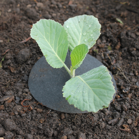 Cabbage Collars for Pest Protection