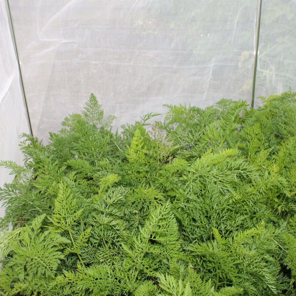 Carrot Netting Fence Installed in Garden