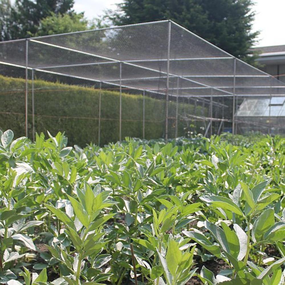 Fruit Cage Netting Protecting Berry Crops