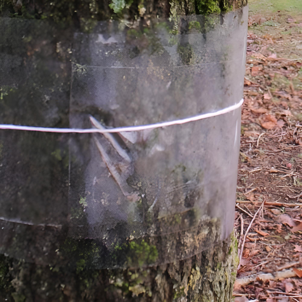 Close-up of Tree Glue Bands for Pest Control