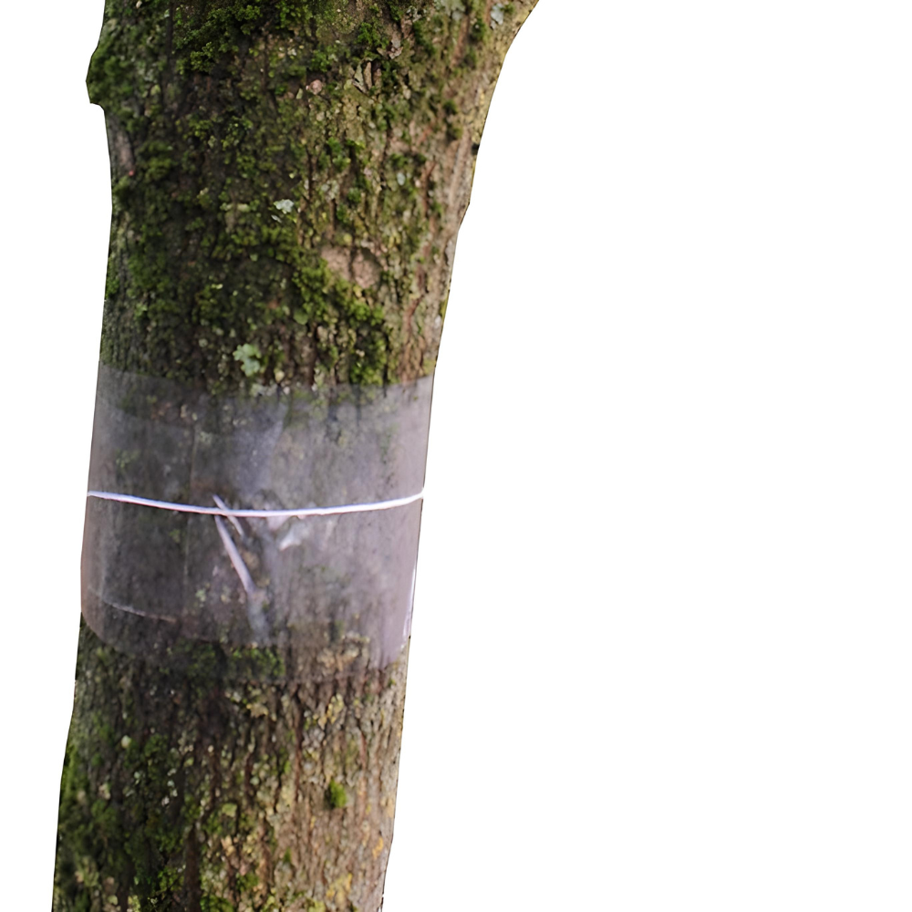 Glue Bands Applied to Tree Trunks