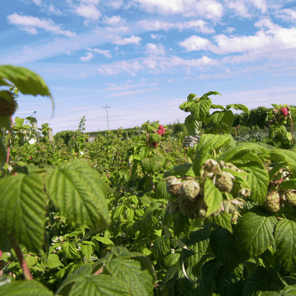 Raspberry Beetle Damage on Crops