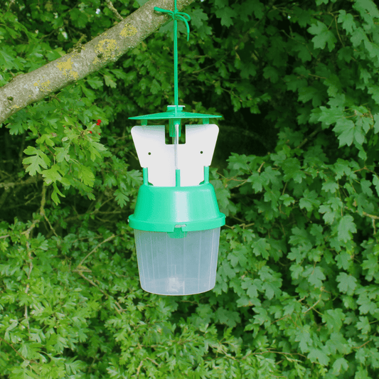 Raspberry Beetle Trap and Refill Kit