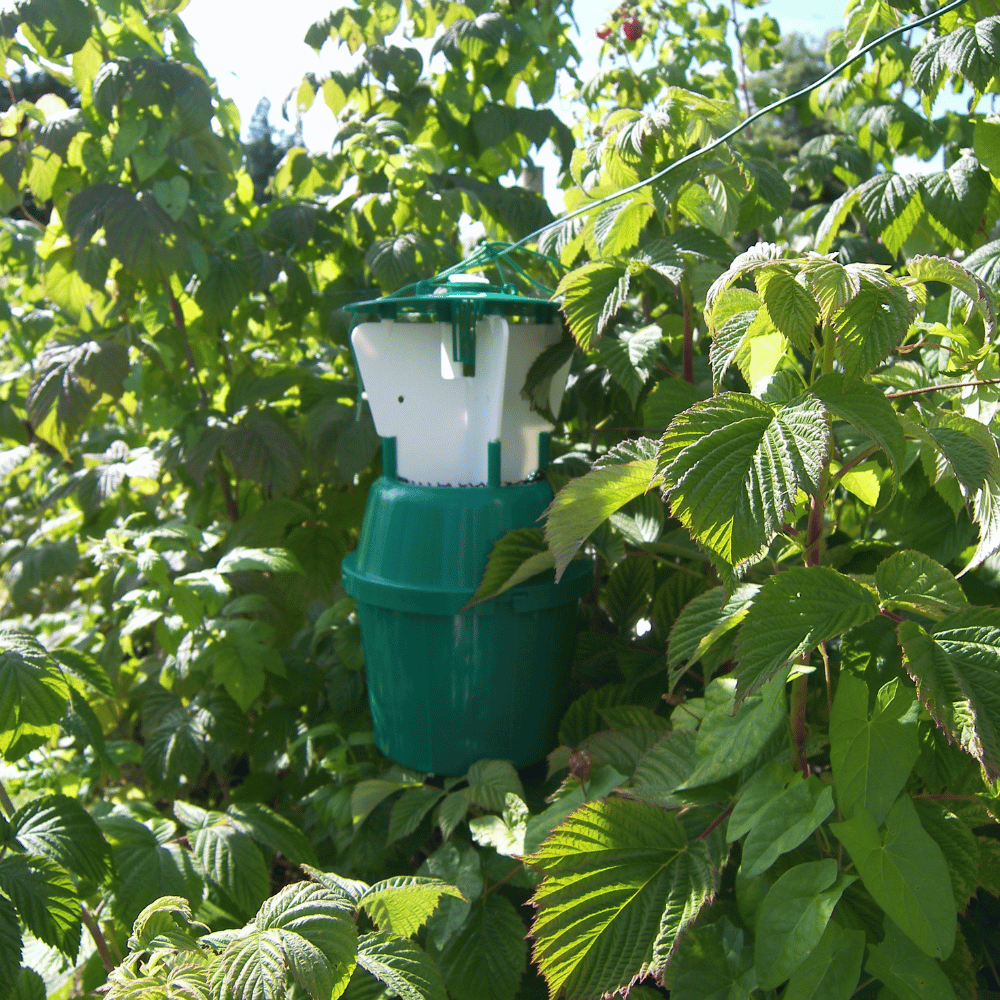 Raspberry Beetle Trap and Refill for Plants