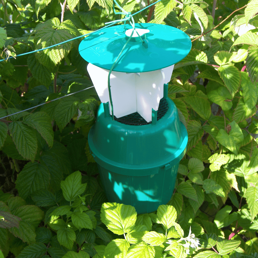 Raspberry Beetle Trap and Refill for Trees