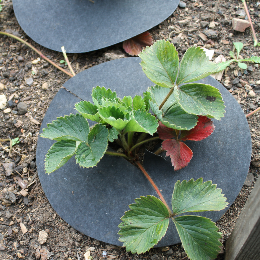 Strawberry Grow Mats Used in Vegetable Patch