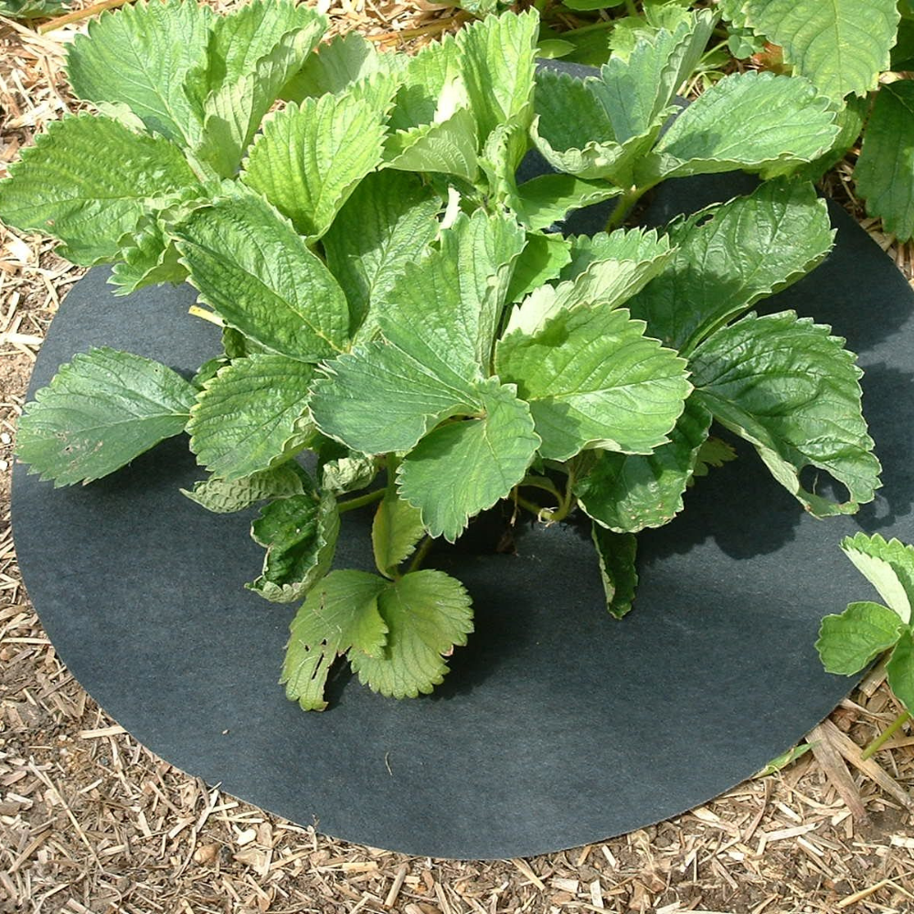 Close-up of Strawberry Grow Mat