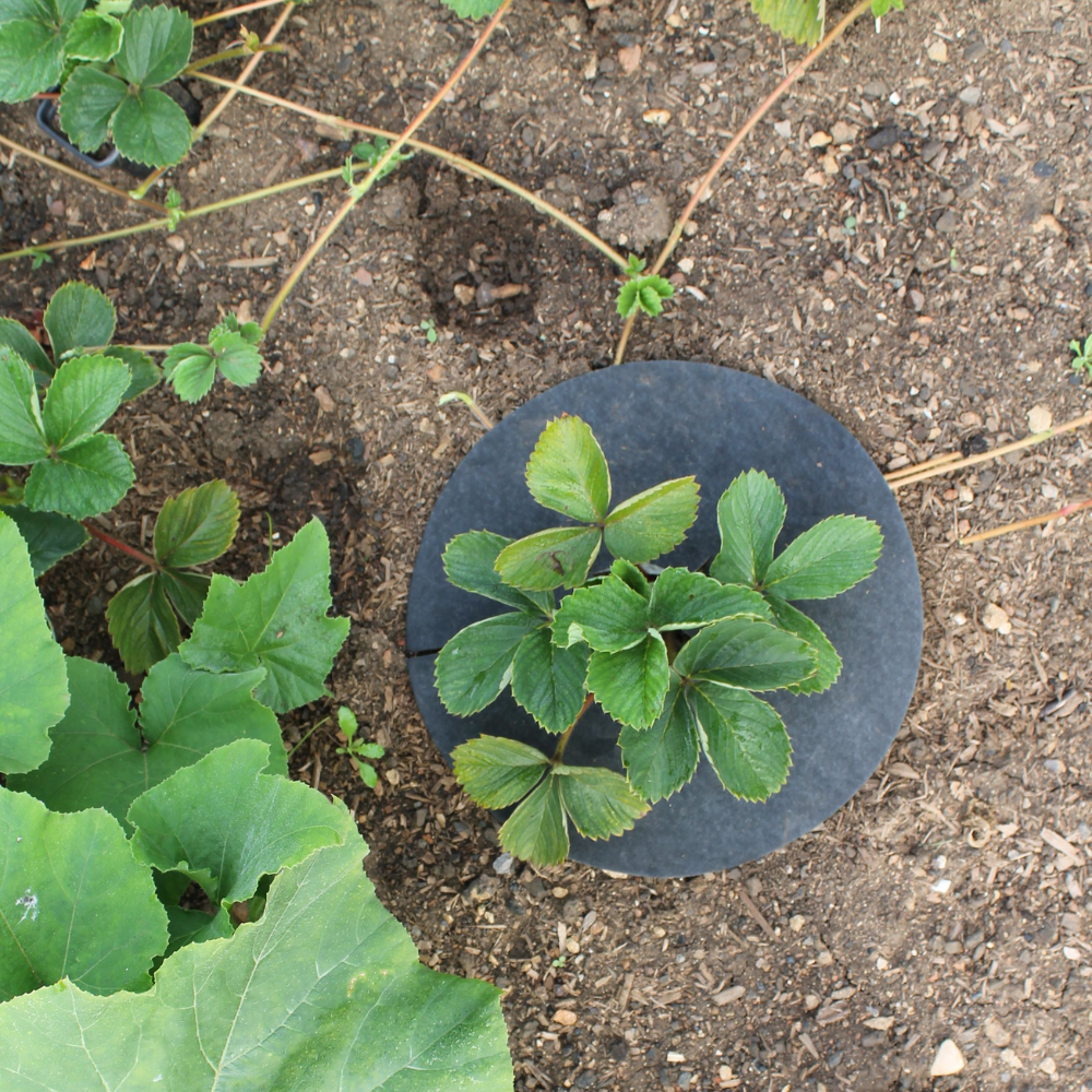 Close-up of Strawberry Grow Mats