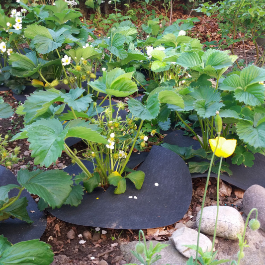 Strawberry Grow Mats in Garden Bed