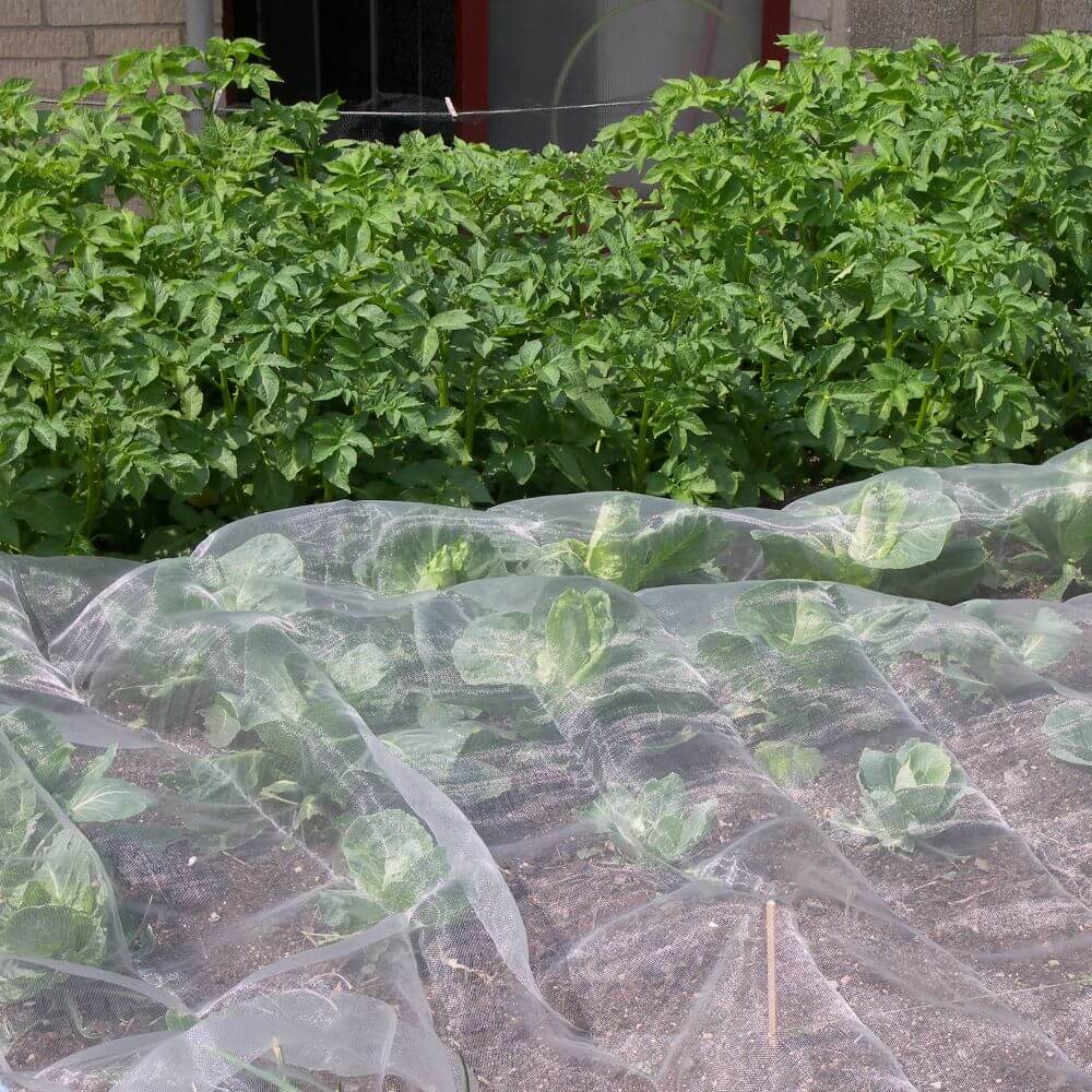 Vegetable garden with plants and a netting cover 100m long rolls of Veggiemesh.