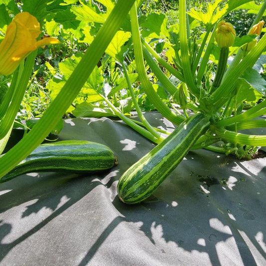 Weed Control Landscape Fabric Used with Vegetable Crop