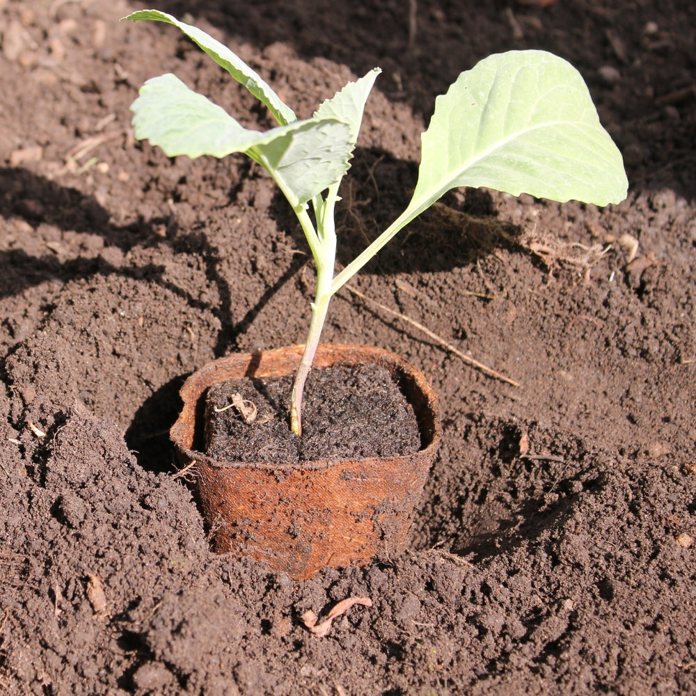 Biodegradable Wood Fibre Pots with Planted Cabbages