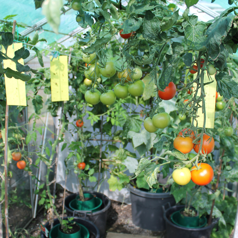 New Yellow Sticky Traps for Greenhouse Pest Monitoring